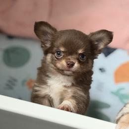 Sprout - Chocolate and tan male Chihuahua puppy in Newport Beach, California from Exotic City Pomeranians and chihuahuas