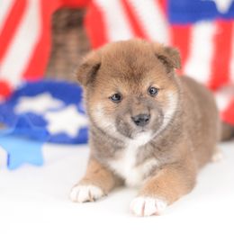 Aki - Red Boy 🩵 - Red male Shiba Inu puppy in Neosho, Missouri from Sunny Terrace Shibas