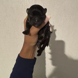 Cougar - Black and tan male Pomeranian puppy in Eastover, North Carolina from Tea-Cake Pomeranians of The Carolinas