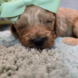 Hera - Red female Cavapoo puppy in Roseville, California from Heavenly Goldendoodles