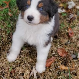Aussiedoodle and Australian Shepherd Puppies from Rockin' Aussies