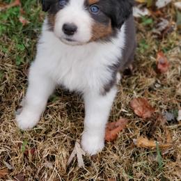 Aussiedoodle and Australian Shepherd Puppies from Rockin' Aussies