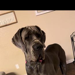 Great Dane puppies from Anderson Blau’s Great Danes