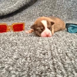 Cirrus (Tiny) - Chocolate sabled fawn male Chihuahua puppy in Seneca, Missouri from Stephanie’s Puppy Colony