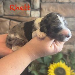 Rhett - Merle male Goldendoodle puppy in Sanderson, Florida from Serenity Goldendoodles