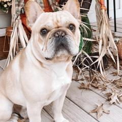 French Bulldogs from Diamond J Puppies