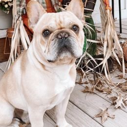 French Bulldogs from Diamond J Puppies