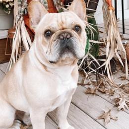French Bulldogs from Diamond J Puppies