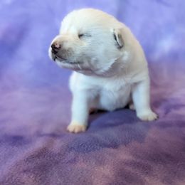 Pomsky Puppies from Valparaiso Pomskys