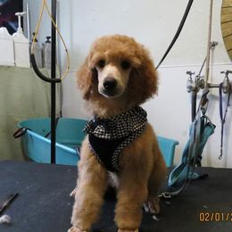 Poodle Puppies from Palmares Poodles in Red and Apricot