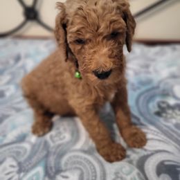 Goldendoodle and Poodle Puppies from Poodles 2 Doodles