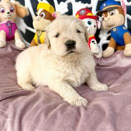 Sweetie - Light golden female Golden Retriever puppy in Oregon from Bliss Retrievers