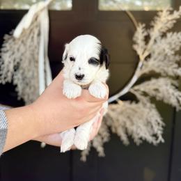 Alexandrite (Alex)- black collar - Tri-color male Bernedoodle puppy in Salt Lake County, Utah from Coco Avenue Pups