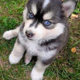 Andre - Black and white male Pomsky puppy in Charlotte, Michigan from Moore Pomskies