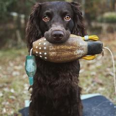 Boone - Boykin Spaniel