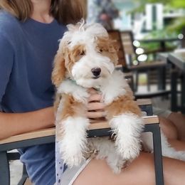 Kota - Goldendoodle