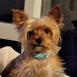Dixie - Yorkshire Terrier