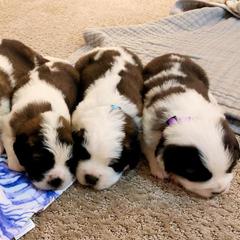 Newfoundlands, Saint Berdoodles, and Saint Bernards from Blue Heart Kennel