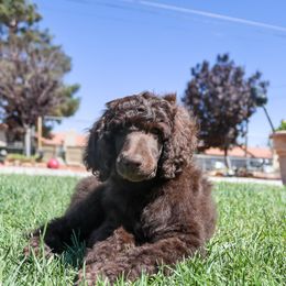 Cosmos: Explore the Fun! 🌼 - Brown Poodle puppy in Hesperia, California from HD Poodles