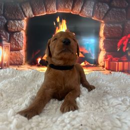 Boy 1 - Apricot male Goldendoodle puppy in San Diego, California from Southside Doodles