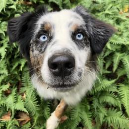Australian Shepherd All Grown Up from Delaney's Australian Shepherds
