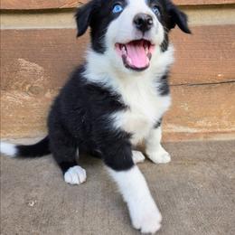Obi - Black and white male Border Collie puppy in Custer, South Dakota from Pinpoint Border Collies