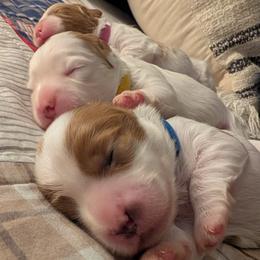 Cavapoo Puppies from Crystal Coast Cavapoodles