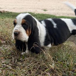 Mabel - Black white and brown female Basset Hound puppy in Conway, Missouri from Ozark Mountain Kennel