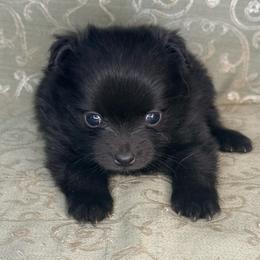 Miny - Black male Pomeranian puppy in Lexington, Oklahoma from BooneDox Miniature Dachshunds