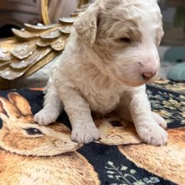 Cream parti - Parti female Poodle puppy in Groveland, Florida from Feathers and Hooves Buckley Farms