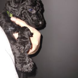 Mojo - Goldendoodle puppy in Salem, Alabama from Oddles Of Doodles