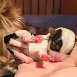 AKC Parti girl - Parti female Yorkshire Terrier puppy in Greencastle, Indiana from Tiny Tushy Lodge