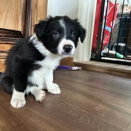 Pickle - Black and white female Border Collie puppy in Franklin, Maine from Broad Meadow Borders