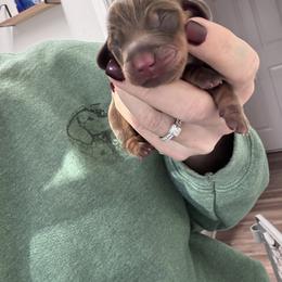 Dark chocolate boy - Chocolate and tan male Dachshund puppy in Indian Trail, North Carolina from Hilda’s Teenie Weenies