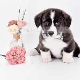 Bjorn - Brindle and white male American Corgi puppy in Santaquin, Utah from Blacktail Mountain Corgis
