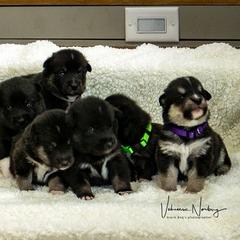 Lapponian Herder Puppies from Kuulas Kennels