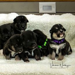 Lapponian Herder Puppies from Kuulas Kennels