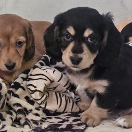 Dachshund Puppies from Grand mesa mini dachshund