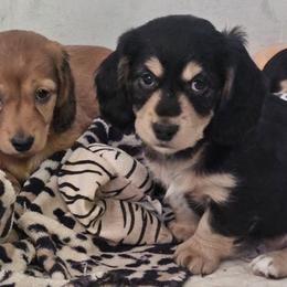 Dachshund Puppies from Grand mesa mini dachshund