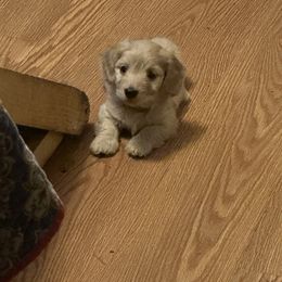 Dachshund Puppies from Kayla’s Wiener Wonderland