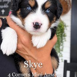 Skye - Black tri female Miniature American Shepherd puppy in Gonzales, Texas from 4 Corners Mini Aussies