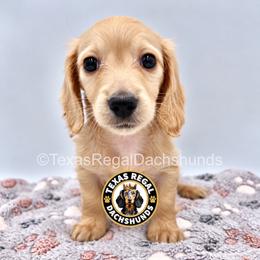 Keith - 3500 - Cream male Dachshund puppy in Houston, Texas from Texas Regal Dachshunds LLC