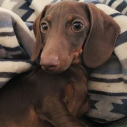 Dachshund Puppies from FLYING L Dachshund Academy