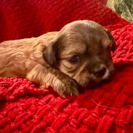 Charlie - Gold male Shih Tzu puppy in Lexington, North Carolina from SCS Shih Tzus