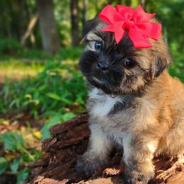 Companion Cross, Havanese, Mal-Shi, Maltese, Maltipoo, Morkie, and Shih Tzu Puppies from Seeking Shalom Acres Maltese, Maltipoos & Havamalts
