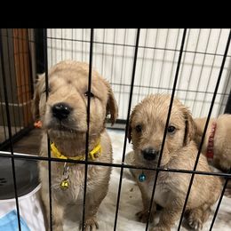 Golden Retriever and Poodle Puppies from Tori’s Golden Retrievers and Poodles