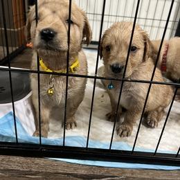 Golden Retriever and Poodle Puppies from Tori’s Golden Retrievers and Poodles