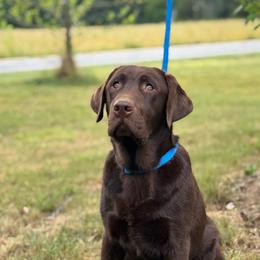 Copper - Chocolate male Labrador Retriever puppy in Beaverdam, Virginia from Riverside Sunset Labrador Retrievers