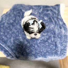 Shih Tzu Puppies from NC Stellar Puppies