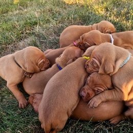 Copper - Golden rust male Vizsla puppy in Mc Donald, Pennsylvania from Rust Creek Vizslas